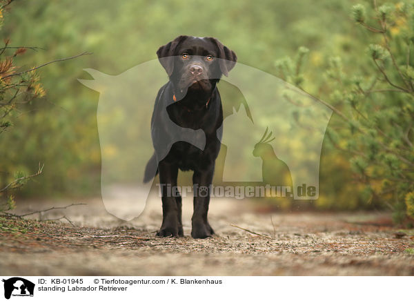 stehender Labrador Retriever / standing Labrador Retriever / KB-01945