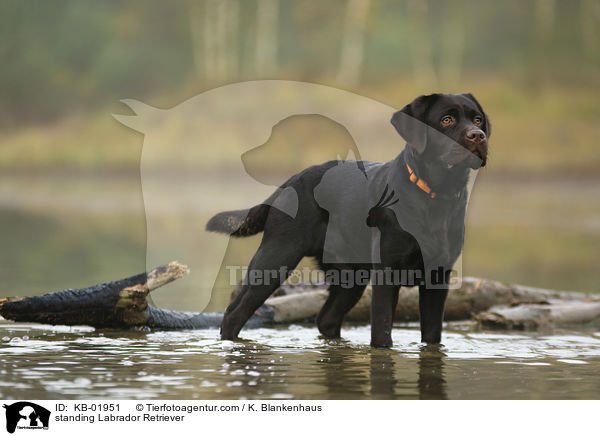 stehender Labrador Retriever / standing Labrador Retriever / KB-01951