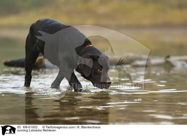 rennender Labrador Retriever / running Labrador Retriever / KB-01952