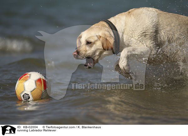 rennender Labrador Retriever / running Labrador Retriever / KB-02004