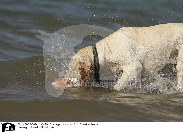 spielender Labrador Retriever / playing Labrador Retriever / KB-02008