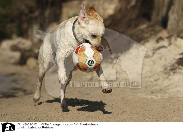 rennender Labrador Retriever / running Labrador Retriever / KB-02012