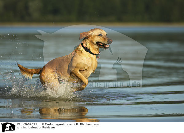 rennender Labrador Retriever / running Labrador Retriever / KB-02021