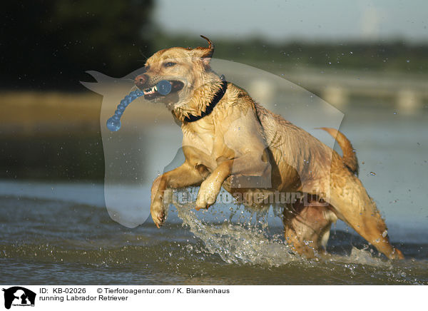 rennender Labrador Retriever / running Labrador Retriever / KB-02026