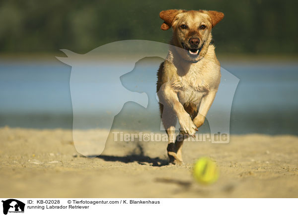 rennender Labrador Retriever / running Labrador Retriever / KB-02028