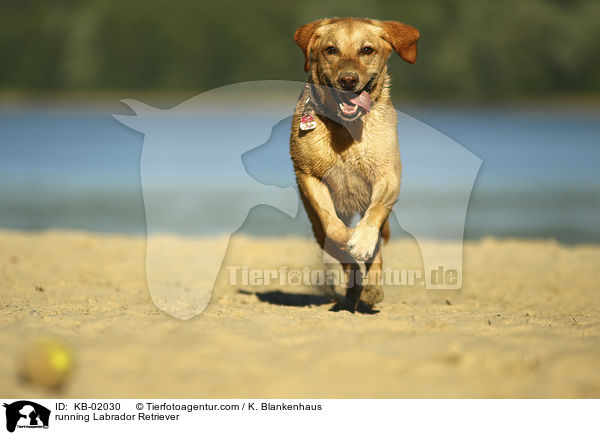 rennender Labrador Retriever / running Labrador Retriever / KB-02030