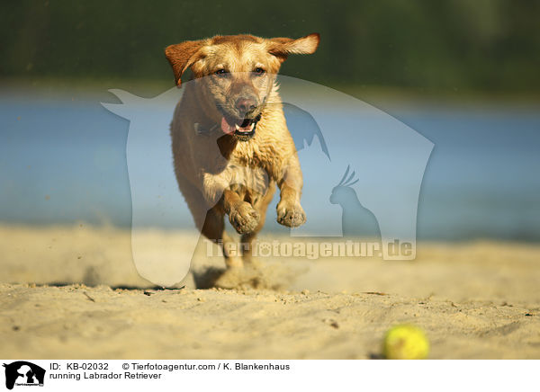 rennender Labrador Retriever / running Labrador Retriever / KB-02032