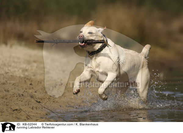 rennender Labrador Retriever / running Labrador Retriever / KB-02044