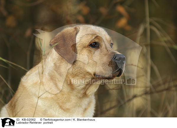 Labrador Retriever  Portrait / Labrador Retriever  portrait / KB-02062