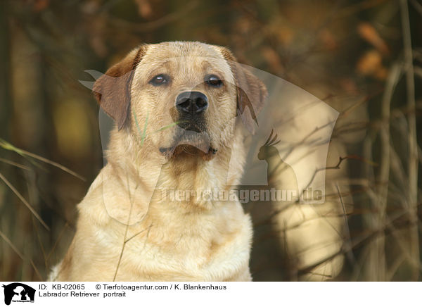 Labrador Retriever  Portrait / Labrador Retriever  portrait / KB-02065