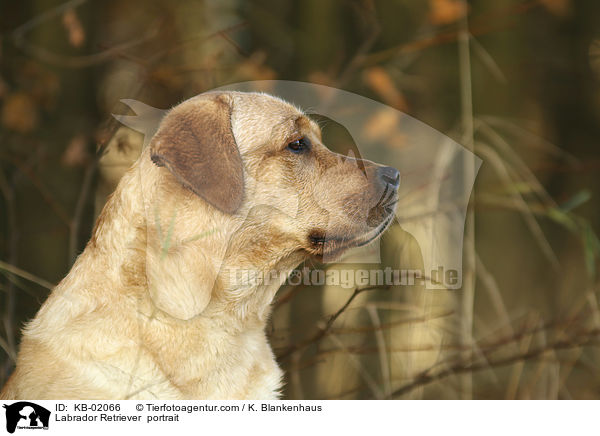 Labrador Retriever  Portrait / Labrador Retriever  portrait / KB-02066