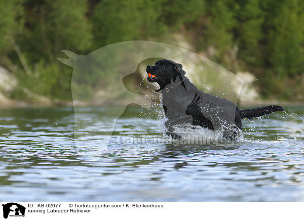 rennender Labrador Retriever / running Labrador Retriever / KB-02077