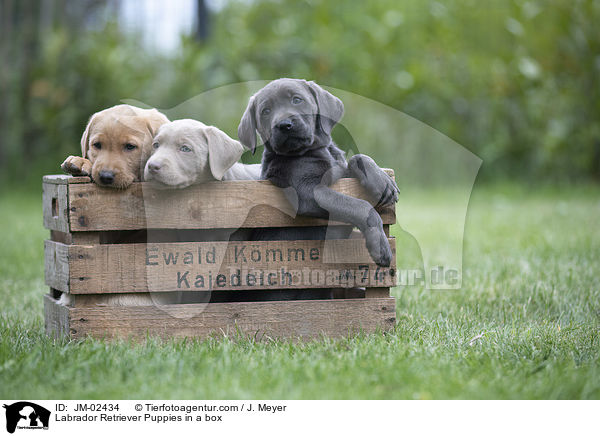 Labrador Retriever Welpen in einer Kiste / Labrador Retriever Puppies in a box / JM-02434