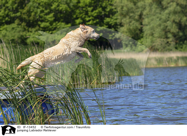 springender Labrador Retriever / jumping Labrador Retriever / IF-13452