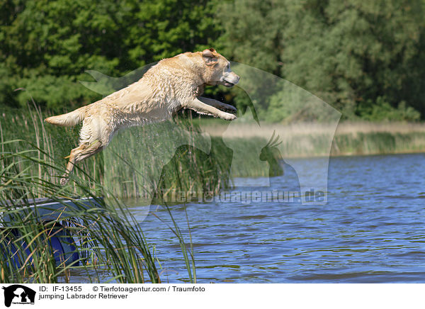 springender Labrador Retriever / jumping Labrador Retriever / IF-13455