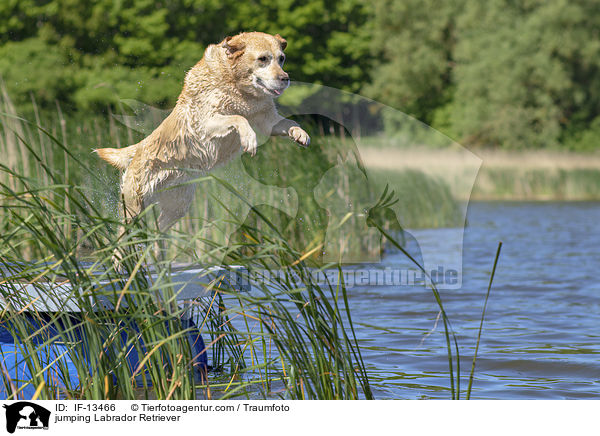 springender Labrador Retriever / jumping Labrador Retriever / IF-13466