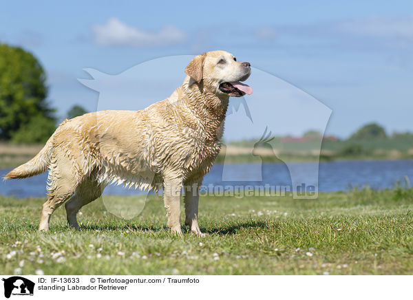 stehender Labrador Retriever / standing Labrador Retriever / IF-13633