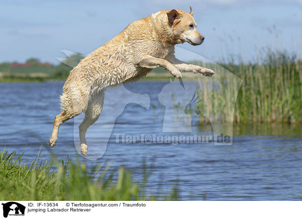 springender Labrador Retriever / jumping Labrador Retriever / IF-13634