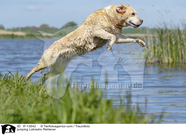 springender Labrador Retriever / jumping Labrador Retriever / IF-13642