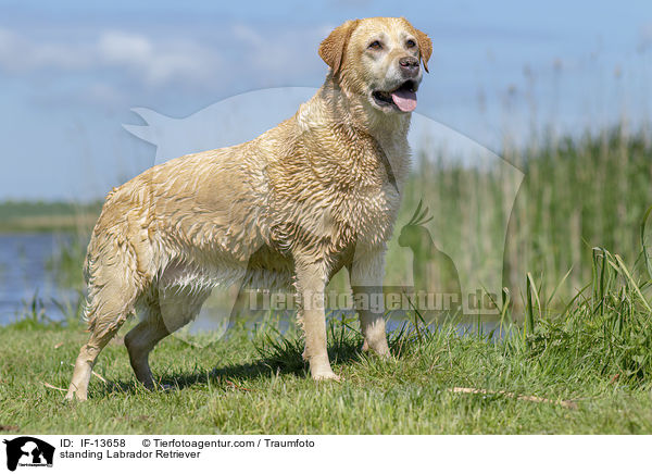 stehender Labrador Retriever / standing Labrador Retriever / IF-13658