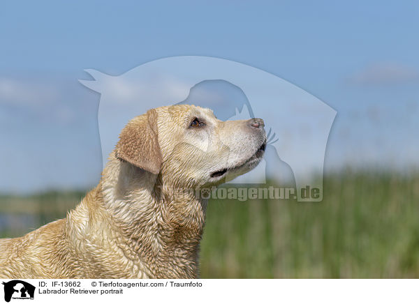 Labrador Retriever Portrait / Labrador Retriever portrait / IF-13662