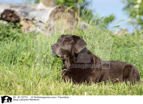 liegender Labrador Retriever / lying Labrador Retriever / IF-13773