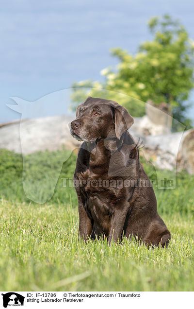 sitzender Labrador Retriever / sitting Labrador Retriever / IF-13786