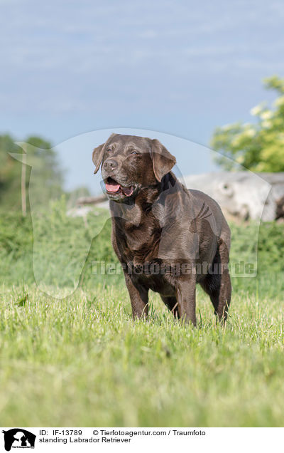 stehender Labrador Retriever / standing Labrador Retriever / IF-13789