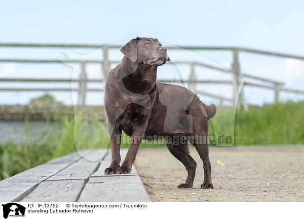 stehender Labrador Retriever / standing Labrador Retriever / IF-13792