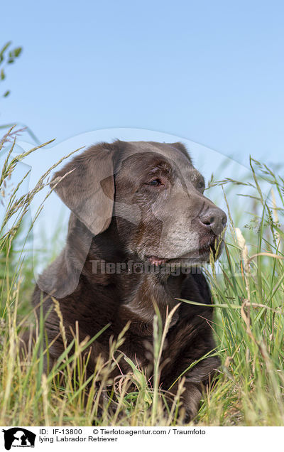 liegender Labrador Retriever / lying Labrador Retriever / IF-13800