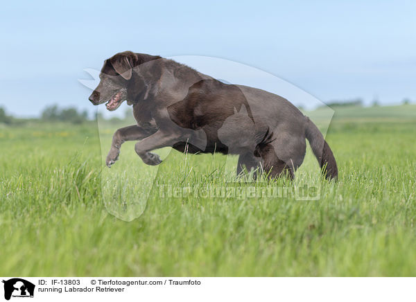 rennender Labrador Retriever / running Labrador Retriever / IF-13803