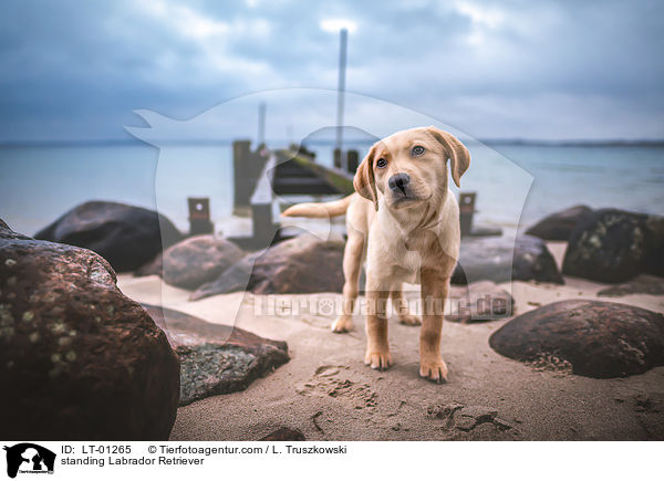 stehender Labrador Retriever / standing Labrador Retriever / LT-01265