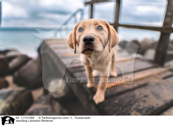 stehender Labrador Retriever / standing Labrador Retriever / LT-01268