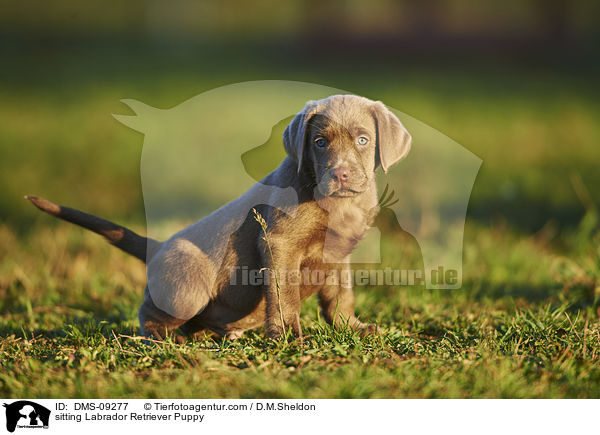 sitzender Labrador Retriever Welpe / sitting Labrador Retriever Puppy / DMS-09277