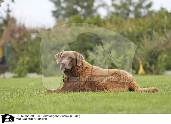 liegender Labrador Retriever / lying Labrador Retriever / KJ-02350