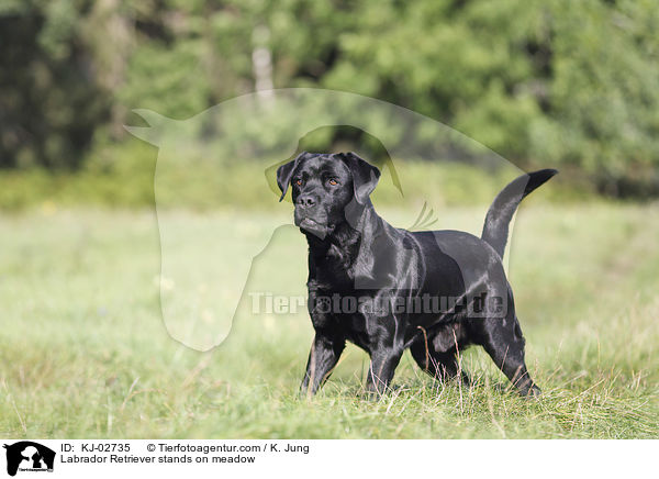 Labrador Retriever steht auf Wiese / Labrador Retriever stands on meadow / KJ-02735