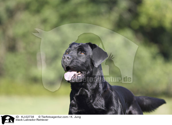 schwarzer Labrador Retriever / black Labrador Retriever / KJ-02738