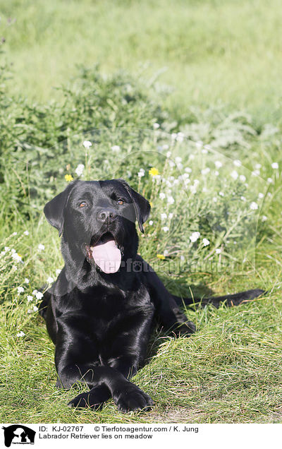 Labrador Retriever liegt auf Wiese / Labrador Retriever lies on meadow / KJ-02767