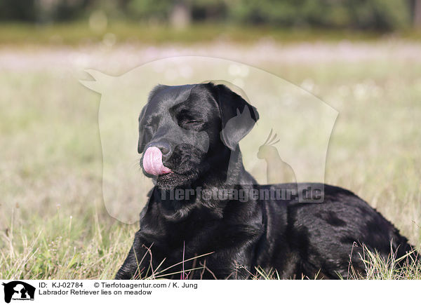 Labrador Retriever liegt auf Wiese / Labrador Retriever lies on meadow / KJ-02784