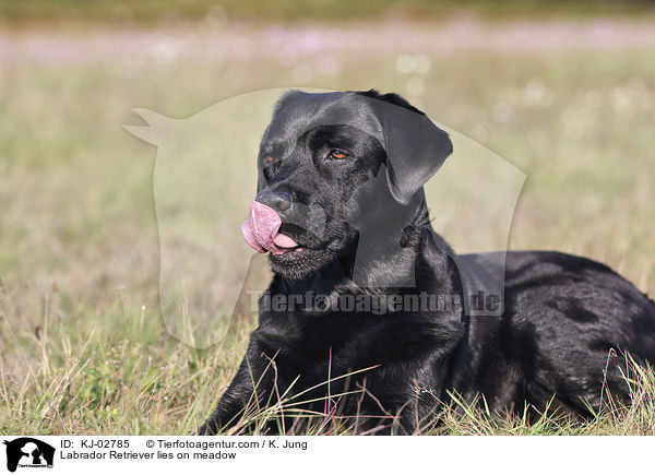 Labrador Retriever liegt auf Wiese / Labrador Retriever lies on meadow / KJ-02785