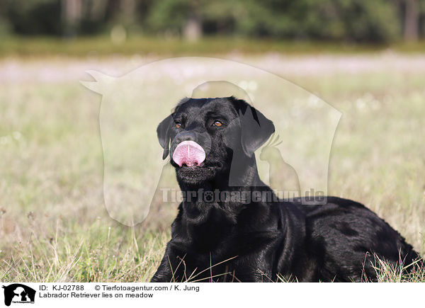 Labrador Retriever liegt auf Wiese / Labrador Retriever lies on meadow / KJ-02788