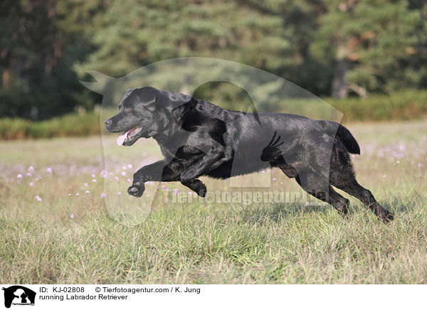 rennender Labrador Retriever / running Labrador Retriever / KJ-02808