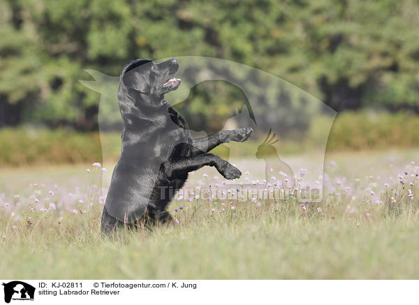 sitzender Labrador Retriever / sitting Labrador Retriever / KJ-02811