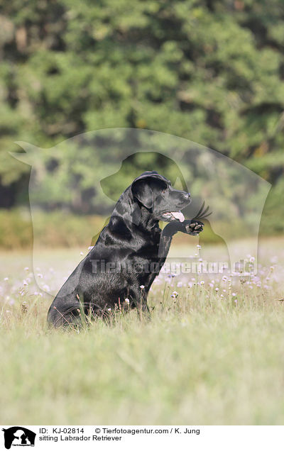 sitzender Labrador Retriever / sitting Labrador Retriever / KJ-02814