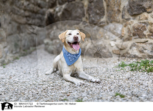 blonder Labrador Retriever / blonde Labrador Retriever / MAH-01722