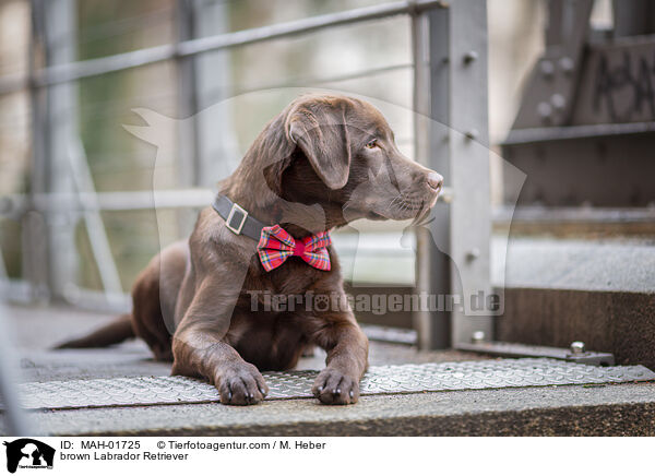 brauner Labrador Retriever / brown Labrador Retriever / MAH-01725