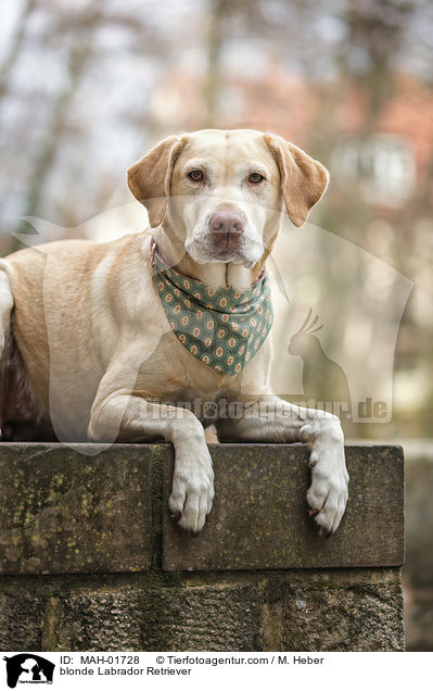 blonder Labrador Retriever / blonde Labrador Retriever / MAH-01728