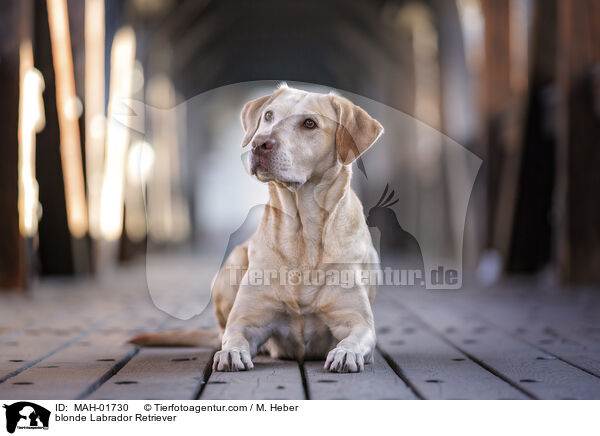 blonder Labrador Retriever / blonde Labrador Retriever / MAH-01730