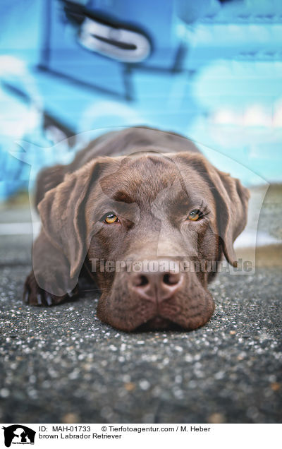 brauner Labrador Retriever / brown Labrador Retriever / MAH-01733