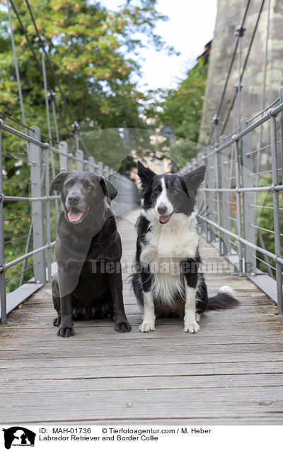 Labrador Retriever und Border Collie / Labrador Retriever and Border Collie / MAH-01736